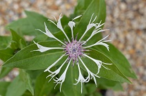 Centaurea montana f. alba